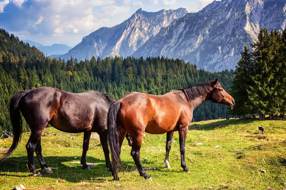 Rutes eqüestres a la Cerdanya: passejades a cavall entre muntanyes